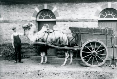 A Bactrian Camel pulling a dung cart at London Zoo by Frederick William Bond